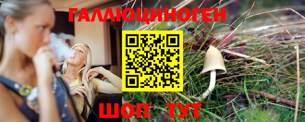 Галлюциногенные грибы Psilocybe Кореновск
